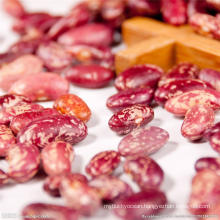 Naturally Grown RED speckled kidney beans New Arrival